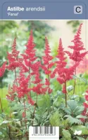 V.I.P.S. Astilbe arendsii ''Fanal'' - spirea P9 - thumbnail