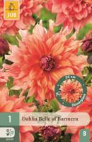 Dahlia Belle of Barmera - thumbnail