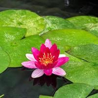 Rode dwergwaterlelie (Nymphaea pygmaea rubra) waterlelie (6-stuks) - thumbnail