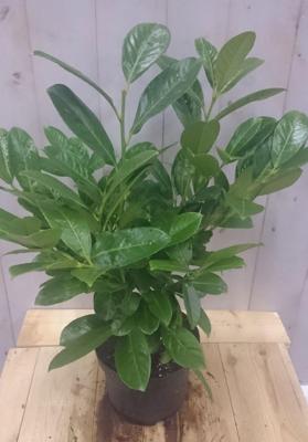 Prunus Rotundifolia 40 cm Laurierkers Warentuin Natuurlijk - Warentuin natuurlijk Prunus Rotundifolia 40 cm Laurierkers Warentuin Natuurlijk - Warentuin natuurlijk