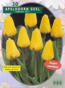 Tulp