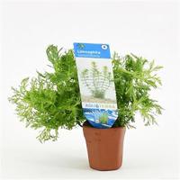Limnophila sessiliflora - 10 stuks - aquarium plant - thumbnail
