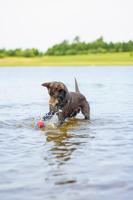 Beeztees splashbal blauw/rood hondenspeelgoed - thumbnail