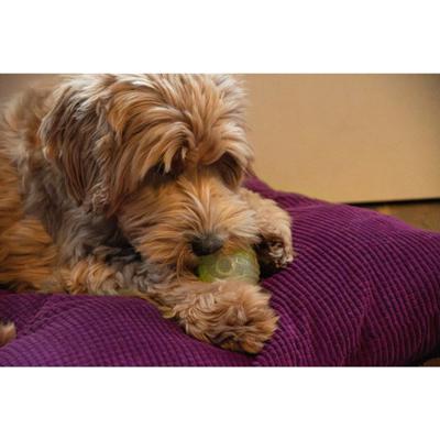 Dog Comets Glow In The Dark Moon Bal M Roze
