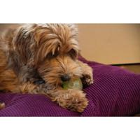 Dog Comets Glow in the Dark Moon Green M - thumbnail