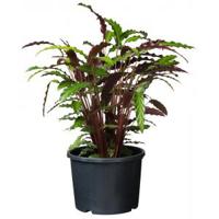 Nature Plantcontainer Ritzi 12l - Zwart - thumbnail