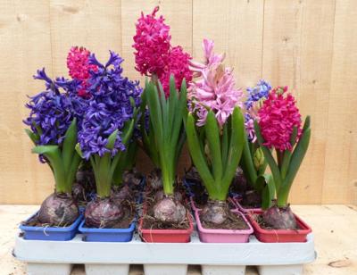 Hyacinten 15 stuks in tray mix kleuren Warentuin Natuurlijk - Warentuin natuurlijk