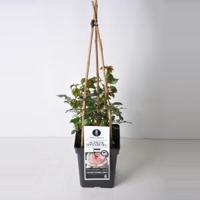 Grootbloemige klimroos (rosa "Schloß Ippenburg"®) - thumbnail