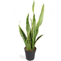 Sansevieria laurentii XXS kamerplant - thumbnail