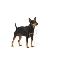 ROYAL CANIN CCN DIGESTIVE CARE LOAF - natvoer voor volwassen honden - 12x85g - thumbnail