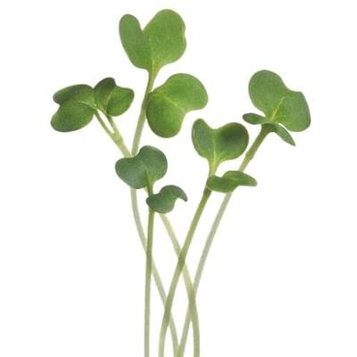 Zaden Microgreens Mizuna Buzzy - Buzzy