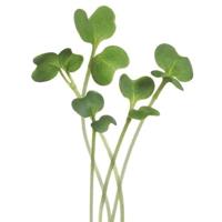 Zaden Microgreens Mizuna Buzzy - Buzzy - thumbnail