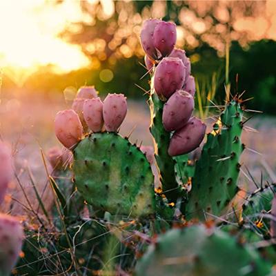 Weleda Vijgencactus gezichtsspray 100 Milliliter