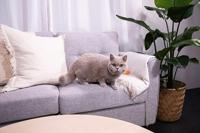 Sanicat maïs klontvormende kattenbakvulling 6 liter - thumbnail