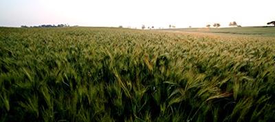 Samyang 16mm F/2.0 ED AS UMC CS Sony