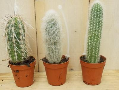 3 stuks! Kamerplant Cactus mini hoog Cactaceae Warentuin Natuurlijk - Warentuin natuurlijk