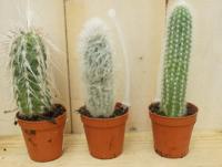 3 stuks! Kamerplant Cactus mini hoog Cactaceae Warentuin Natuurlijk - Warentuin natuurlijk - thumbnail