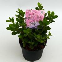 Rododendron (Rhododendron Japonica "Kermesina Rose") heester - 15-20 cm - 8 stuks - thumbnail