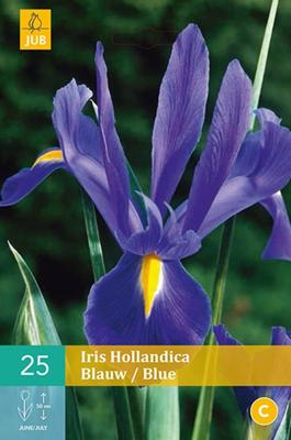 Iris hollandica blauw