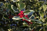 Hulst op stam - thumbnail