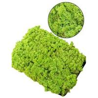 IJslandsmos woudgroen 0,5 m2 - thumbnail