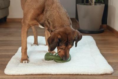 Beeztees Sumo Team Groen