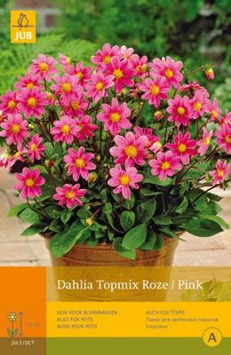 Dahlia topmix roze