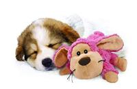 KONG COZIE PASTELS ASSORTI 21,5X23X11 CM - thumbnail