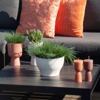 Festuca Trio - Siergras - 3 stuks - P11 - thumbnail