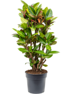 Croton petra L kamerplant