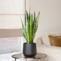 Sansevieria Zeylanica (Vrouwentong) - P17 - thumbnail