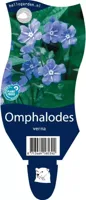 Omphalodes verna vaste plant Griffioen - Griffioen - thumbnail