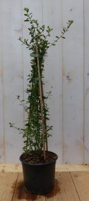 Amerikaanse Sering Ceanothus Warentuin Natuurlijk - Warentuin natuurlijk