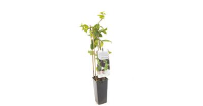 Braam Rubus fruticosus Black Satin - Zwarte bramen