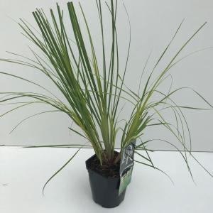Dwergpampasgras (Cortaderia selloana "Mini Pampas") siergras - In 5 liter pot - 1 stuks