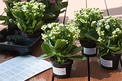 Etiket HERMA 4575 99.1x67.7mm folie wit 160 etiketten