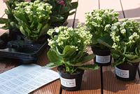 Etiket HERMA 4575 99.1x67.7mm folie wit 160 etiketten - thumbnail