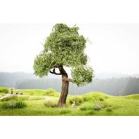 NOCH 21768 Boom Eik 150 mm 1 stuk(s) - thumbnail