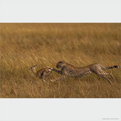 Sony FE 200-600mm F/5.6-6.3 G OSS - thumbnail