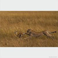 Sony SEL FE 200-600mm F5.6-6.3 G OSS - thumbnail