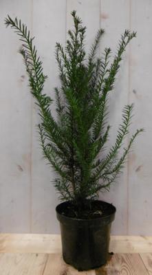 Taxus 70 cm Warentuin Natuurlijk - Warentuin natuurlijk