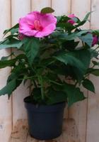 Hibiscus Newbiscus Grootbloemig roze 50 - 70 cm Warentuin Natuurlijk - Warentuin natuurlijk - thumbnail