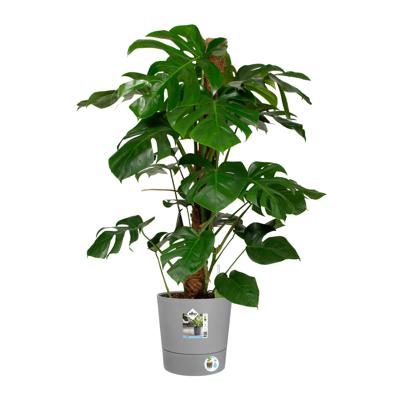 ELHO - Bloempot - Greensense Aqua Care Rond 30 - Licht Cement - Binnen/buiten - Ø 29,5 x H 29,1 cm