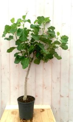 Vijg stamboom 100 cm 50 cm stam Ficus Warentuin Natuurlijk - Warentuin natuurlijk