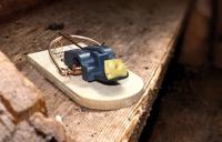 Muizenval hout FSC SuperCat - thumbnail