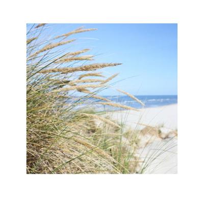 Buiten Canvas 58 x 58 cm Strand Helmgras Anna's Collection - Annas collection