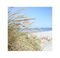 Buiten Canvas 58 x 58 cm Strand Helmgras Anna's Collection - Annas collection - thumbnail