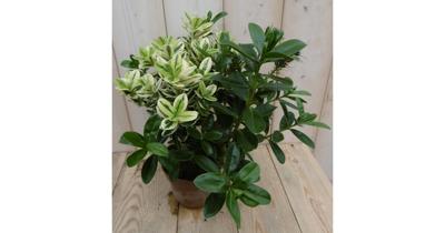 3 stuks! Veronica Hebe Andersonii roze bont en groen blad Warentuin Natuurlijk - Warentuin natuurlijk