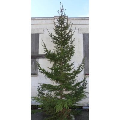 Gewone gezaagde kerstboom Picea Abies Fijnspar XXXL 300-400 cm Warentuin Natuurlijk - Warentuin natuurlijk