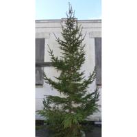 Gewone gezaagde kerstboom Picea Abies Fijnspar XXXL 300-400 cm Warentuin Natuurlijk - Warentuin natuurlijk - thumbnail